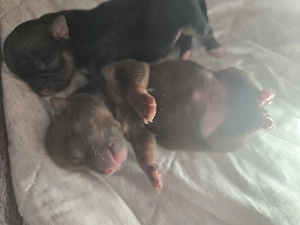 Reinrassige Chihuahua Welpen  Bild 3