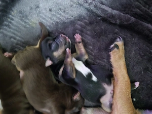 Reinrassige Chihuahua Welpen 
