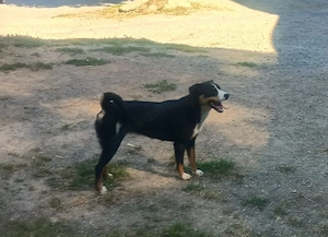 Appenzeller Sennenhund hündin schwarz Abzugeben 