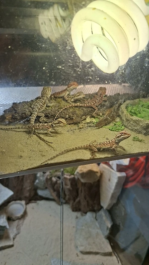 7 Farbbartagame Bartagame 20 Euro Versand oder Abholung 