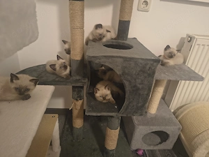 Süße Siamkitten suchen ein neues Zuhause 