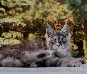 Magische Maine-Coon-Kätzchen, die bereit sind, Herzen zu stehlen 