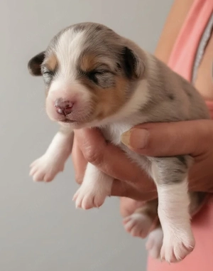 Australian Shepherd Welpen 
