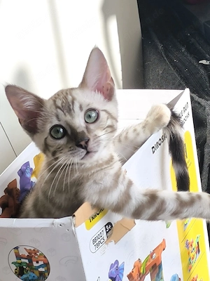 reinrassige Bengalkitten mit Kuschelfaktor 