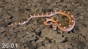 Blood Motley Pied