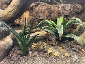 Leopargecko Männchen und Weibchen (auch einzeln abzugeben) + Terrarien 