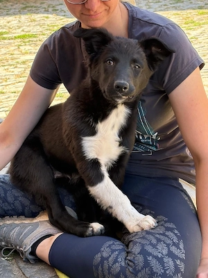 Border Collie Aussi Mix Hündin 
