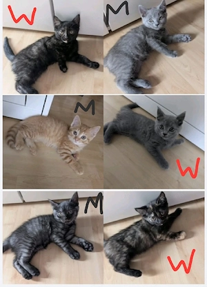 BKH Kitten suchen ein liebevolles Zuhause