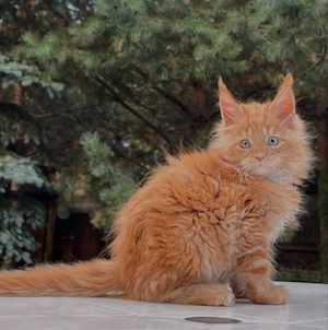 Entzückende Maine-Coon-Kätzchen, die ein Zuhause für immer suchen 