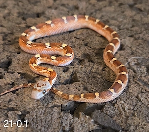 Toffee Blood Motley Pied, Blood Pied, Toffee Pied 