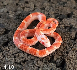 Fire Motley Pied 