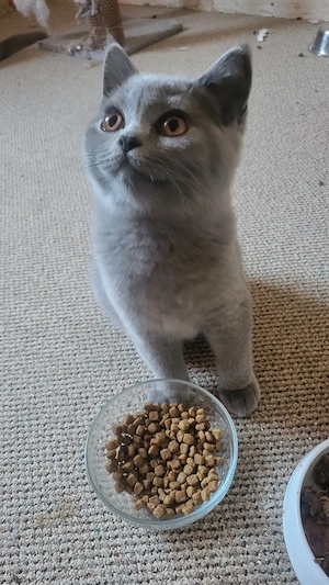 BKH katzenbaby