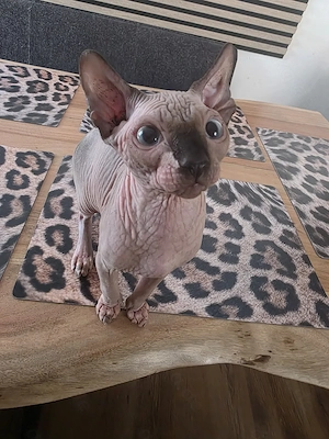 Sphynx Kater suchen das perfekte Zuhause 
