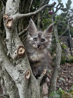 Maine Coon Kitten mit Stammbaum 