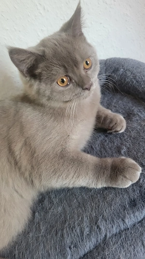 BKH katzenbaby