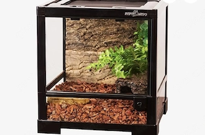 Afrikanischer ochsenfrosch +Terrarium 30x30x35 