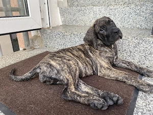 Presa Canario Hündin 