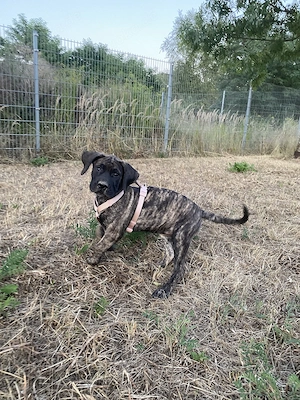 Presa Canario Hündin 