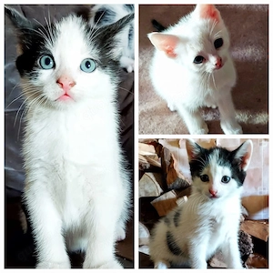 3 Kitten suchen ein neues Zuhause