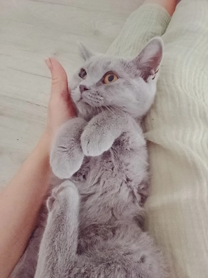 Bkh Kitten lilac 