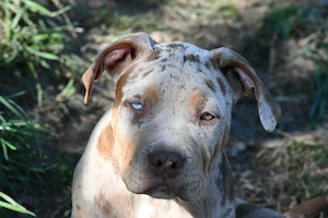 American Bully Xl  Welpen 