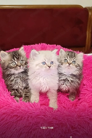 Abgabe bereit Wunderschöne Perser Kitten Katze mit blauen Augen  Bild 4
