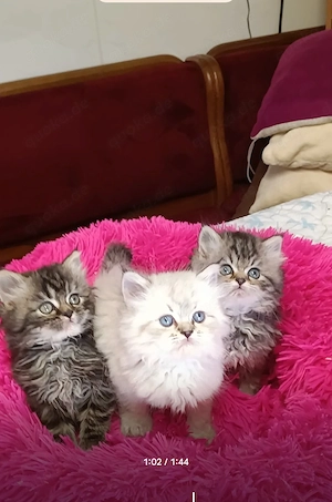Abgabe bereit Wunderschöne Perser Kitten Katze mit blauen Augen  Bild 9