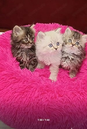 Abgabe bereit Wunderschöne Perser Kitten Katze mit blauen Augen 