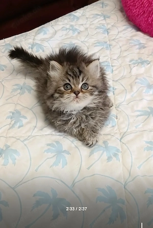Abgabe bereit Wunderschöne Perser Kitten Katze mit blauen Augen  Bild 5