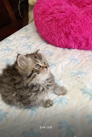 Abgabe bereit Wunderschöne Perser Kitten Katze mit blauen Augen  Bild 2
