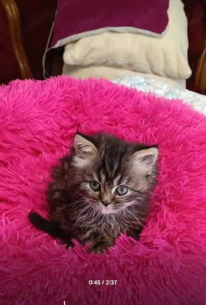 Abgabe bereit Wunderschöne Perser Kitten Katze mit blauen Augen  Bild 6