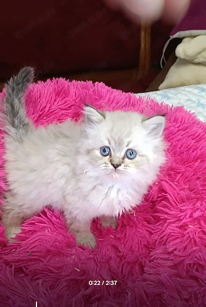 Abgabe bereit Wunderschöne Perser Kitten Katze mit blauen Augen  Bild 3