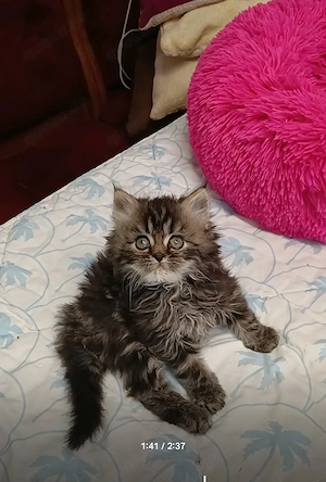 Abgabe bereit Wunderschöne Perser Kitten Katze mit blauen Augen  Bild 8