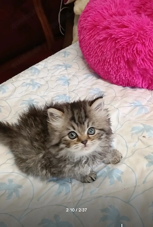 Abgabe bereit Wunderschöne Perser Kitten Katze mit blauen Augen  Bild 10