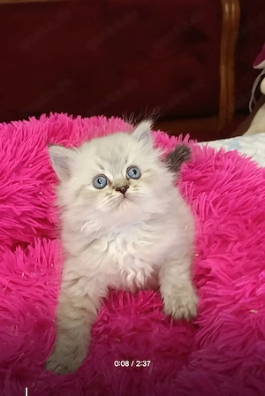 Abgabe bereit Wunderschöne Perser Kitten Katze mit blauen Augen  Bild 7