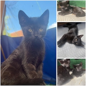  2 süße Kitten suchen ihr Zuhause 