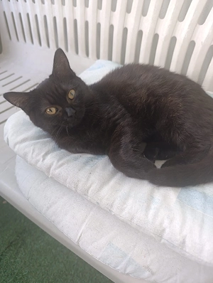 reinrassige bkh kitten dürfen sofort ausziehen 
