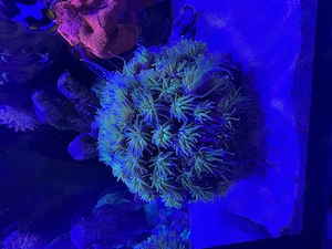 Euphyllia zu verkaufen 