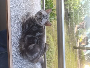 reinrassige bkh kitten dürfen sofort ausziehen 