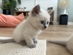 Bezaubernde BKH Blue Point, black silver shaded kitten
