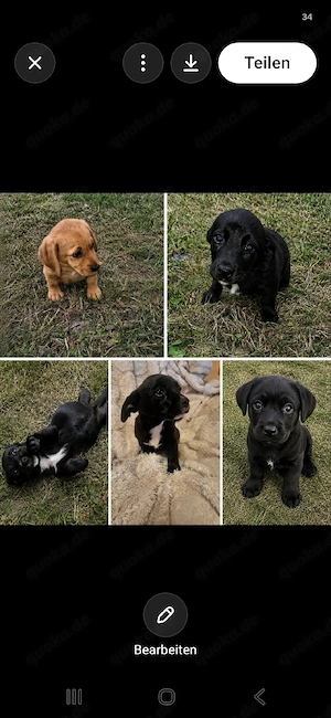 5 jack russel mix welpen 