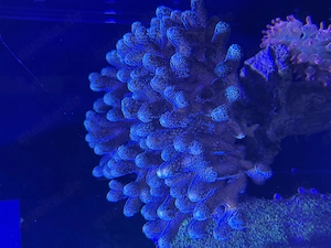  Stylophora zu verkaufen