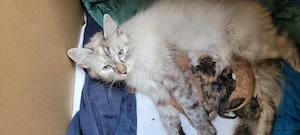 Norwegische Waldkatze -mix