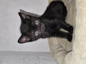 Zwei süße Kitten abzugeben! 