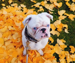 Mops Rüde Deckrüde sucht Weibchen( Merle, blaue Augen)
