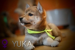 Wunderschöne Shiba-Inu-Welpen mit rotem Fell 