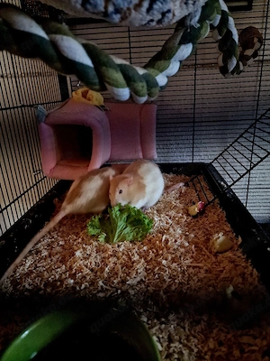 Ratten Weibchen 