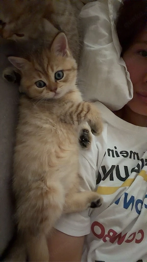 BKH golden mackerel -tabby sucht ein neues Haus ab 12 wochen