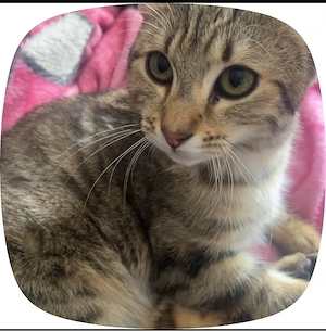 savannah bengal mix 