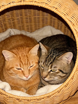 8 Monate alter Kater